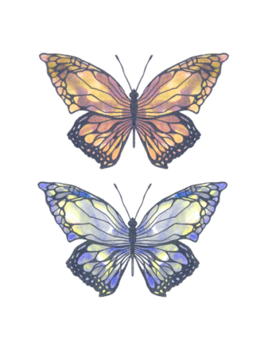 Tattooed Now! - Two Colour Butterflies