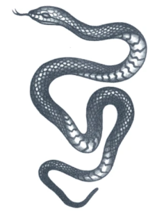tattooed-now-small-snake-tattoo