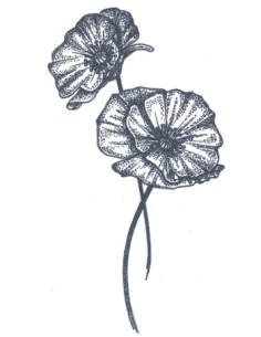 tattooed-now-dotwork-poppy-flower