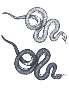 Tattooed Now! Two Snakes